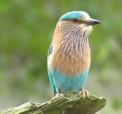 The park is a heaven for bird watchers where they The park is a heaven for bird watchers where they can witness over 500 species of birds including both migrants and resident. Some of the birds, you c